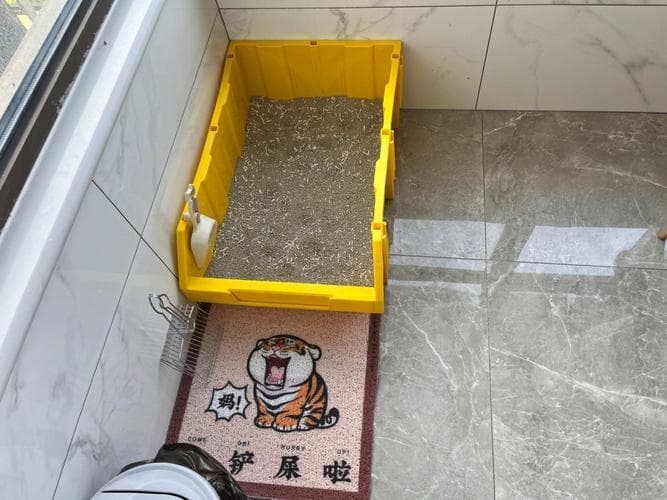捡到流浪猫后该怎么办？收养流浪猫的完整指南