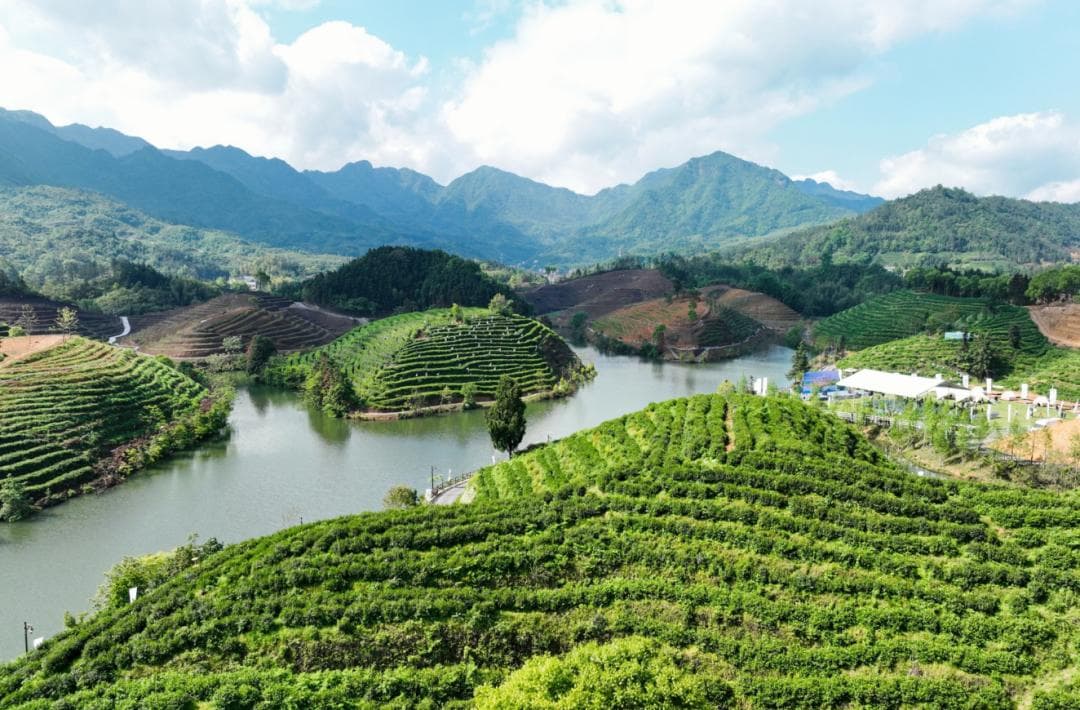 正式授牌！建德西乡茶园入选杭州“茶都十景”
