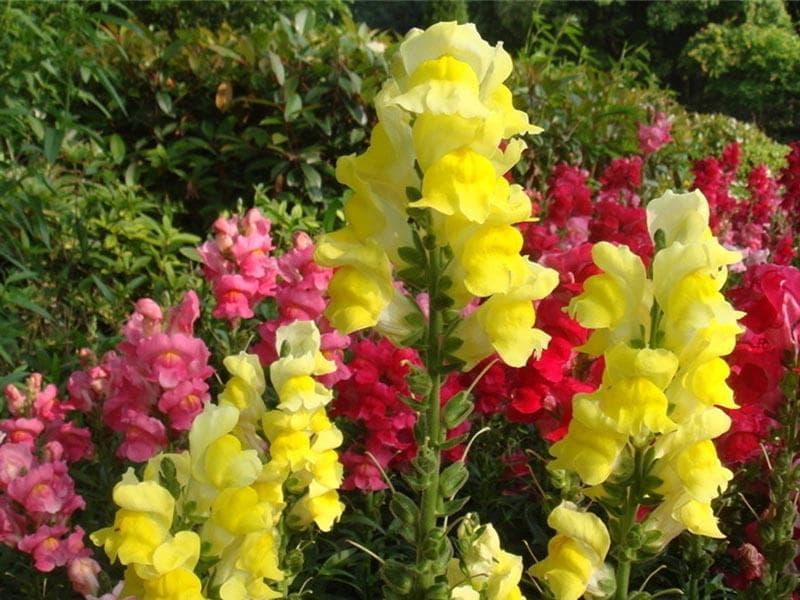 金鱼草如何养殖方法（金鱼草种植技术和时间）