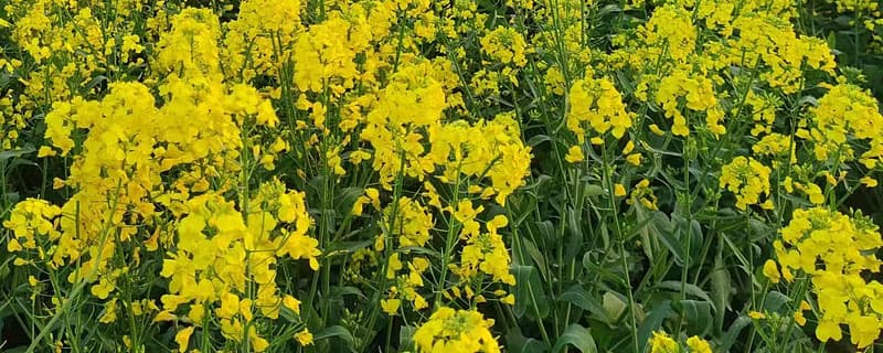 多模态大模型的探索：从技术到应用的全面解析