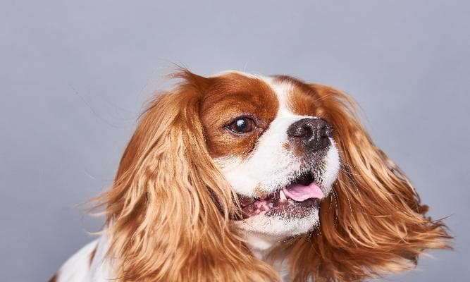 如何为你的查理王小猎犬提供完美的日常护理（从饮食到运动，让你的宠物更健康快乐）