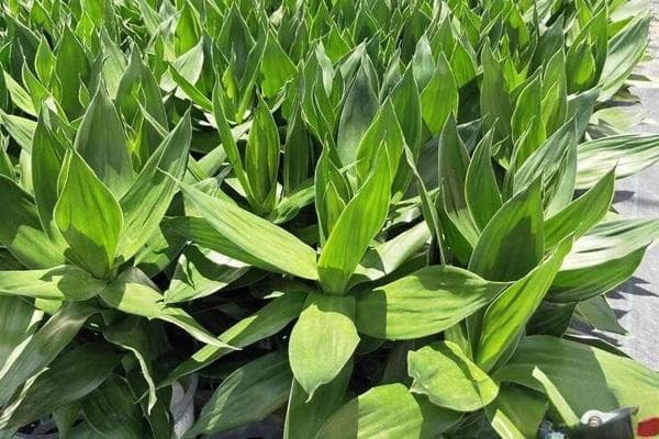 富贵竹的种植方法及养护