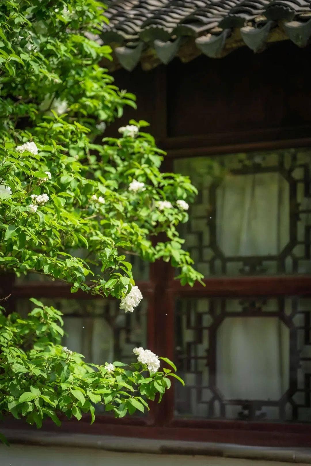 漫步十全街周边，收获春日的“松弛感”
