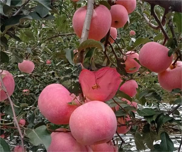 苹果树用什么水溶肥好