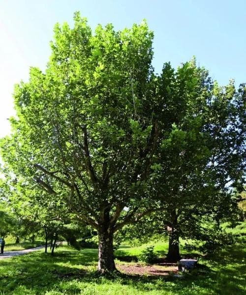 北京适宜种植的树种及养护指南