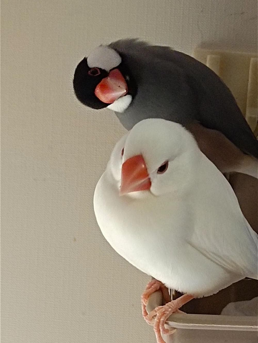 白文鳥飼養指南：主食、飼養技巧及健康管理全攻略！