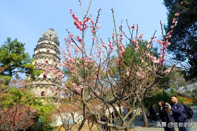 苏州虎丘红梅惊艳亮相！春日之旅，就此开启！