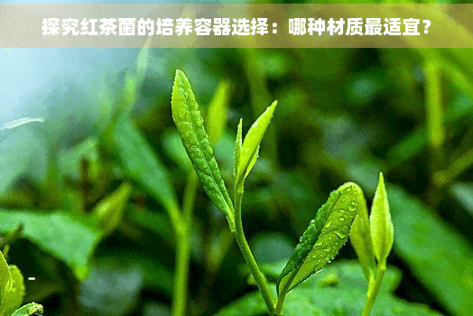 探究红茶菌的培养容器选择：哪种材质最适宜？