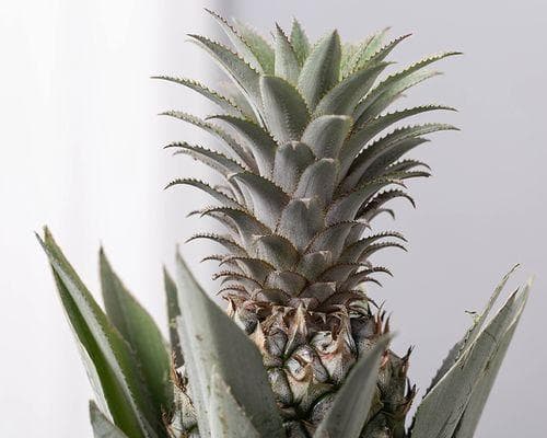探秘菠萝：从种植到药用的全方位指南