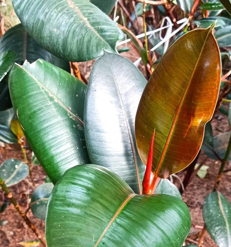 植物有哪些科分类？如何识别不同科的植物？