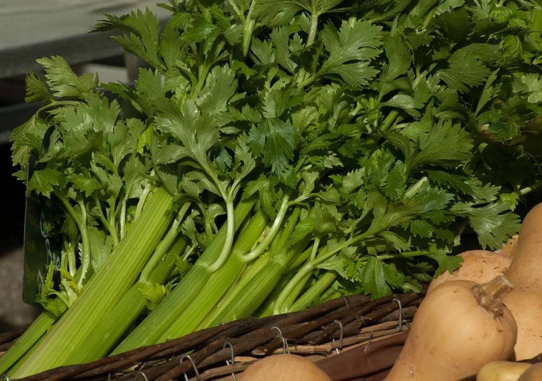 吃芹菜真的可以降血压吗？对这种证型的高血压有效