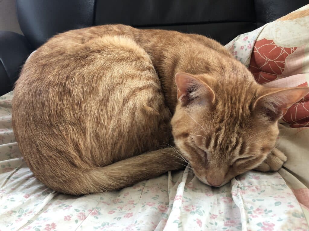猫咪眼睛异常怎么办？症状判断与治疗指南