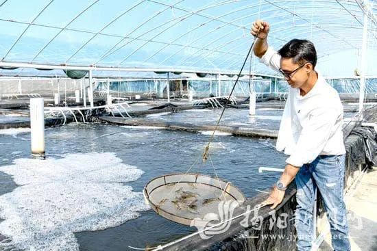 1人管理600多个养殖池！惠来智能养虾产量提高50倍