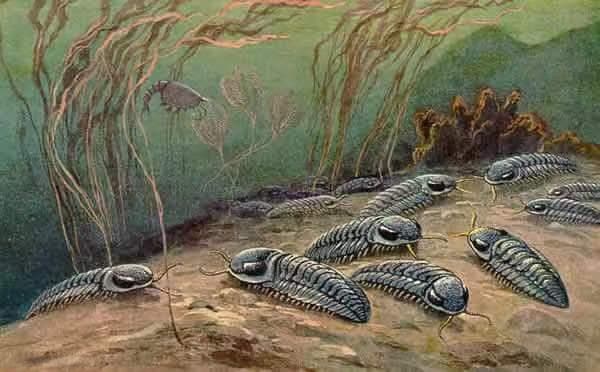 三叶虫，何以成为远古生物中的“顶流”