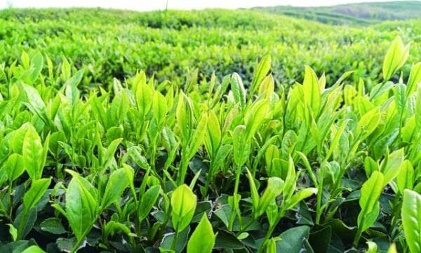 茶园亩产量的估算及提高措施（茶叶亩产量多少斤）