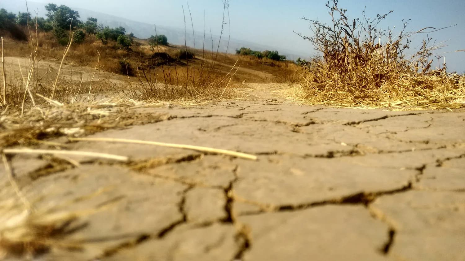 河南大旱难用黄河水：含沙量高、盐碱化风险大
