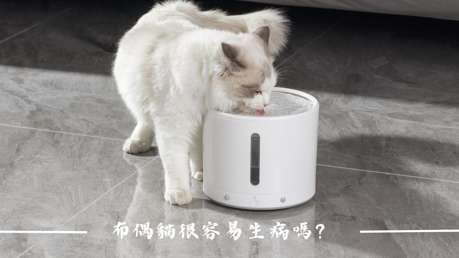 布偶猫很容易生病吗？