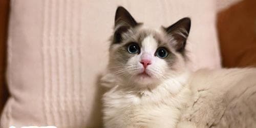 如何为母猫取名（选名要点）