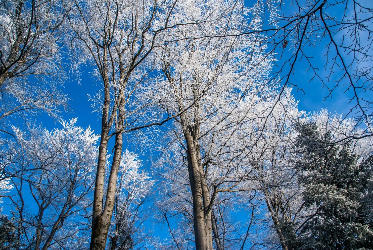 5-10℃温差大，张家界春节旅游这样穿