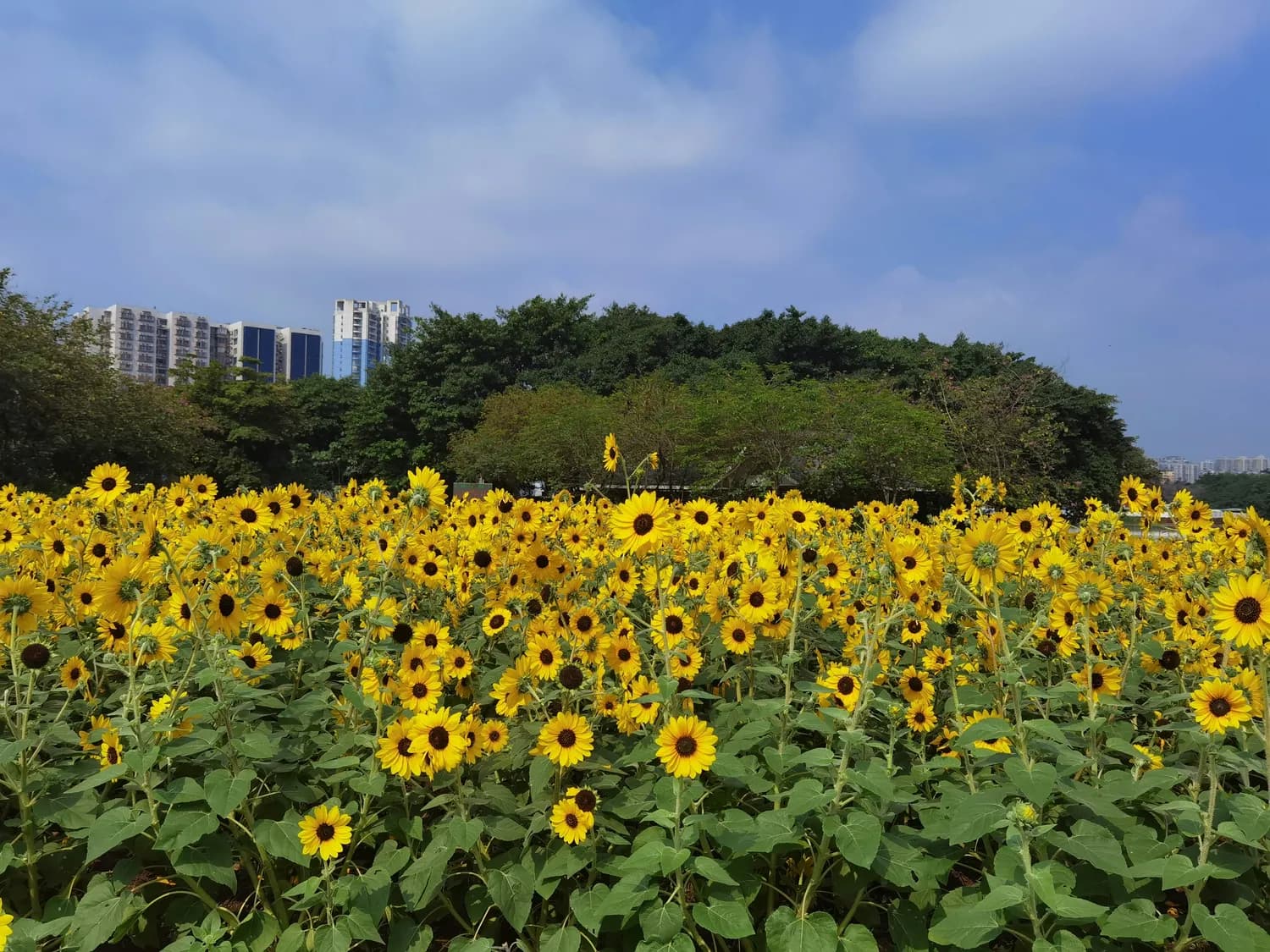 百万葵园闭园改造：一个时代的落幕与新生