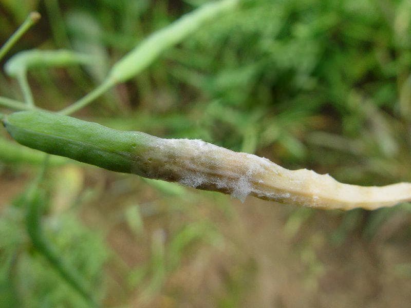 油菜菌核病：症状识别与综合防治技术