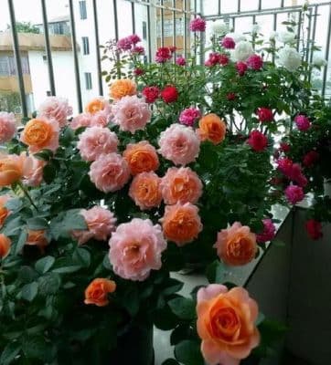 月季花的光照需求：如何在阳台等无直射阳光环境下养护月季