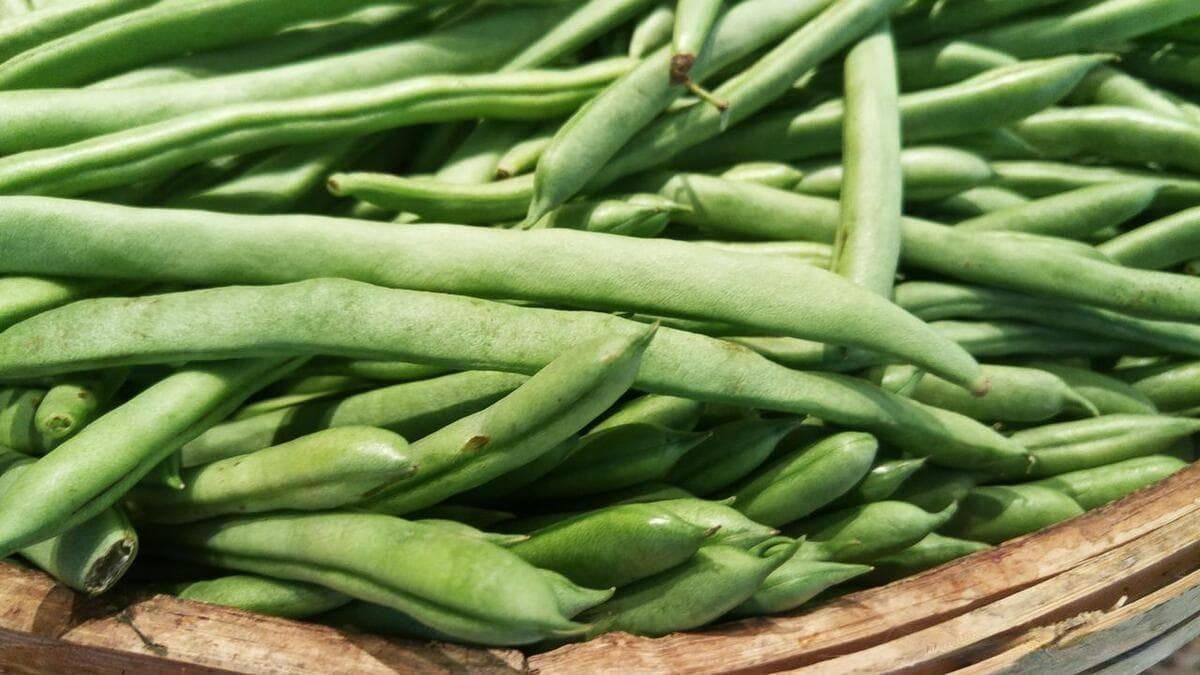 四季豆中毒的原因是什么？中毒后有什么症状？怎么应急处理！