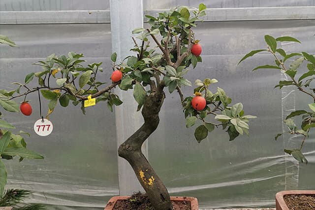 金弹子：一种观赏价值极高的盆景植物