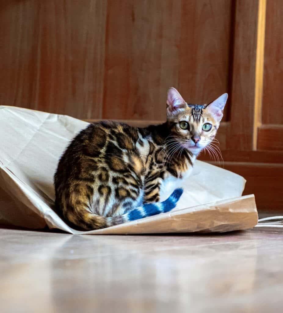 对于猫爱好者来说，18 种最活泼的猫品种