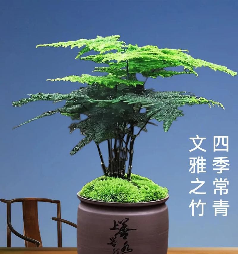 文竹的养殖方法和注意事项（打造美丽家居绿植｜文竹养护全攻略）