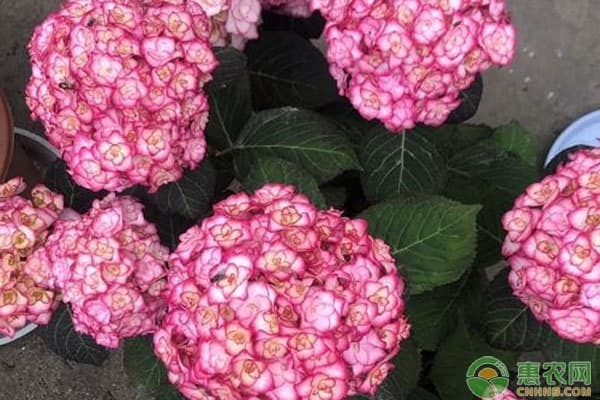 绣球花冬天怎么养护和浇水？