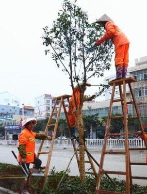 桂花树移栽要大量修剪吗？移植大桂花树如何修剪