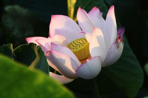 立夏节气的寓意和传统习俗