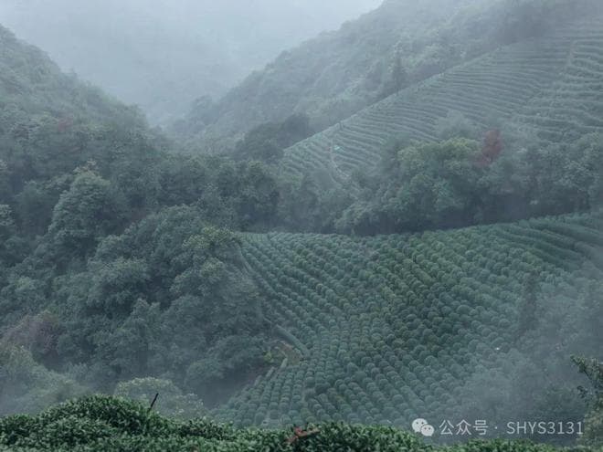 烟雨龙井村：邂逅杭州的诗意之旅