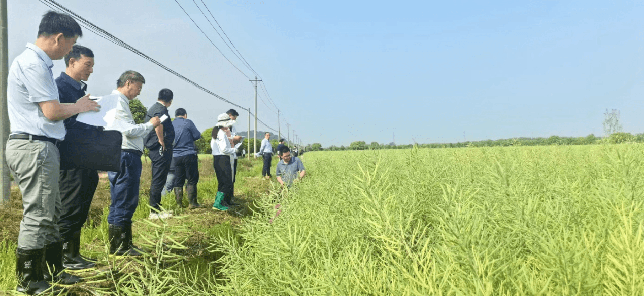 湖北武汉油菜新品种“选拔赛”落幕  十优品种揭晓