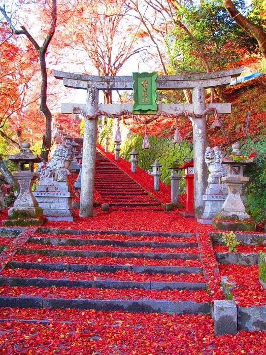 京都神社寺庙赏枫二日游
