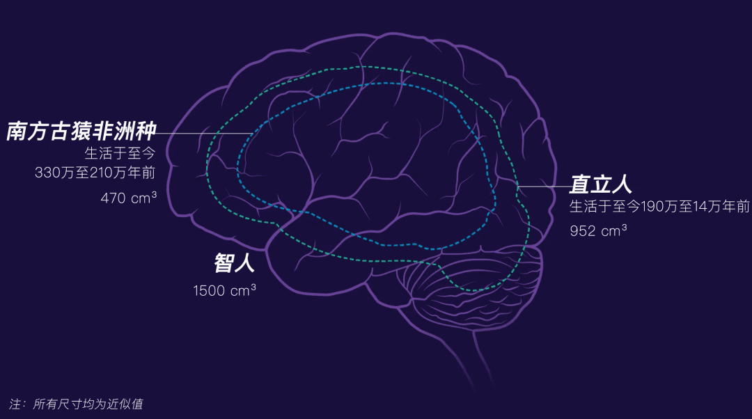 人类大脑独特性：进化的馈赠还是代价？ 从细胞到发育：人类大脑独特性全揭秘
