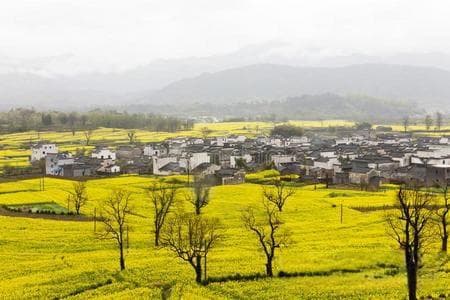 慈悲之心：如何培养与践行