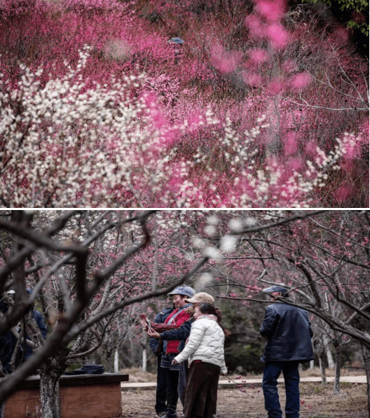 湖南春日赏花图鉴：奔赴一场三湘四水的花事盛宴