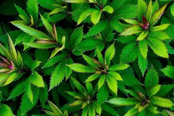 兰花得名，竟源于“鸠占鹊巢” 南师大教授程杰厘清兰花起源