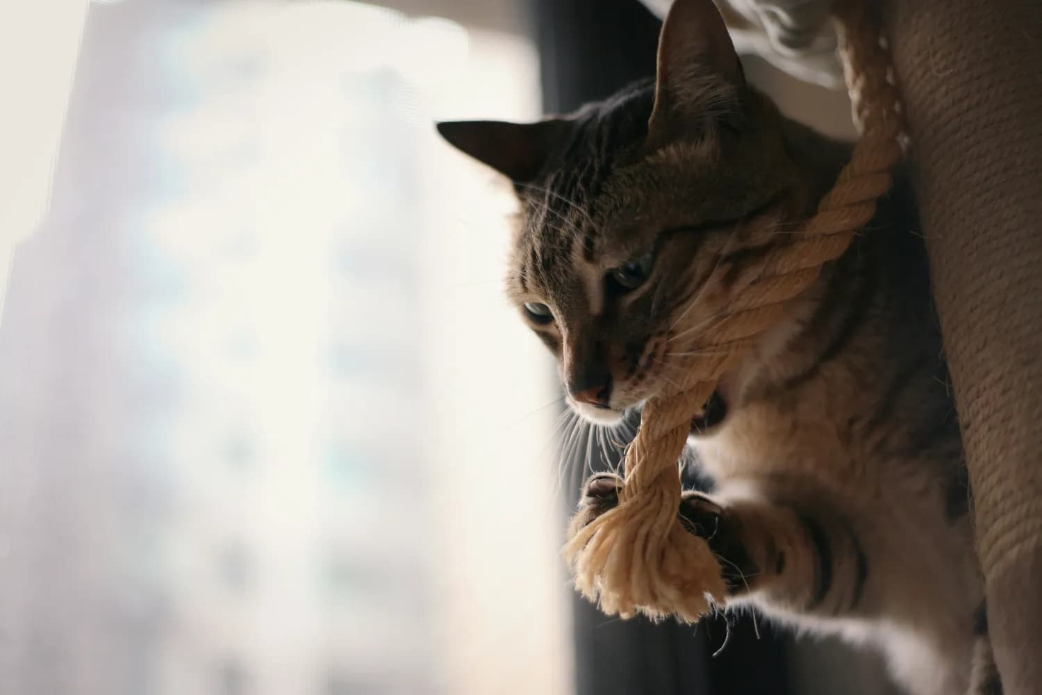 一文读懂猫咪线虫感染：症状、治疗与预防要点