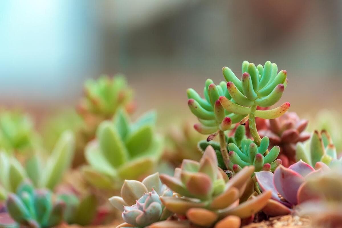 多肉植物浇水指南：从基本需求到特殊情况处理