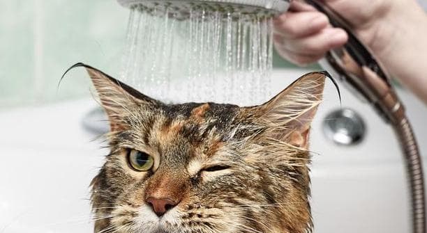 猫咪怕水源于祖先基因，毛发结构也成障碍