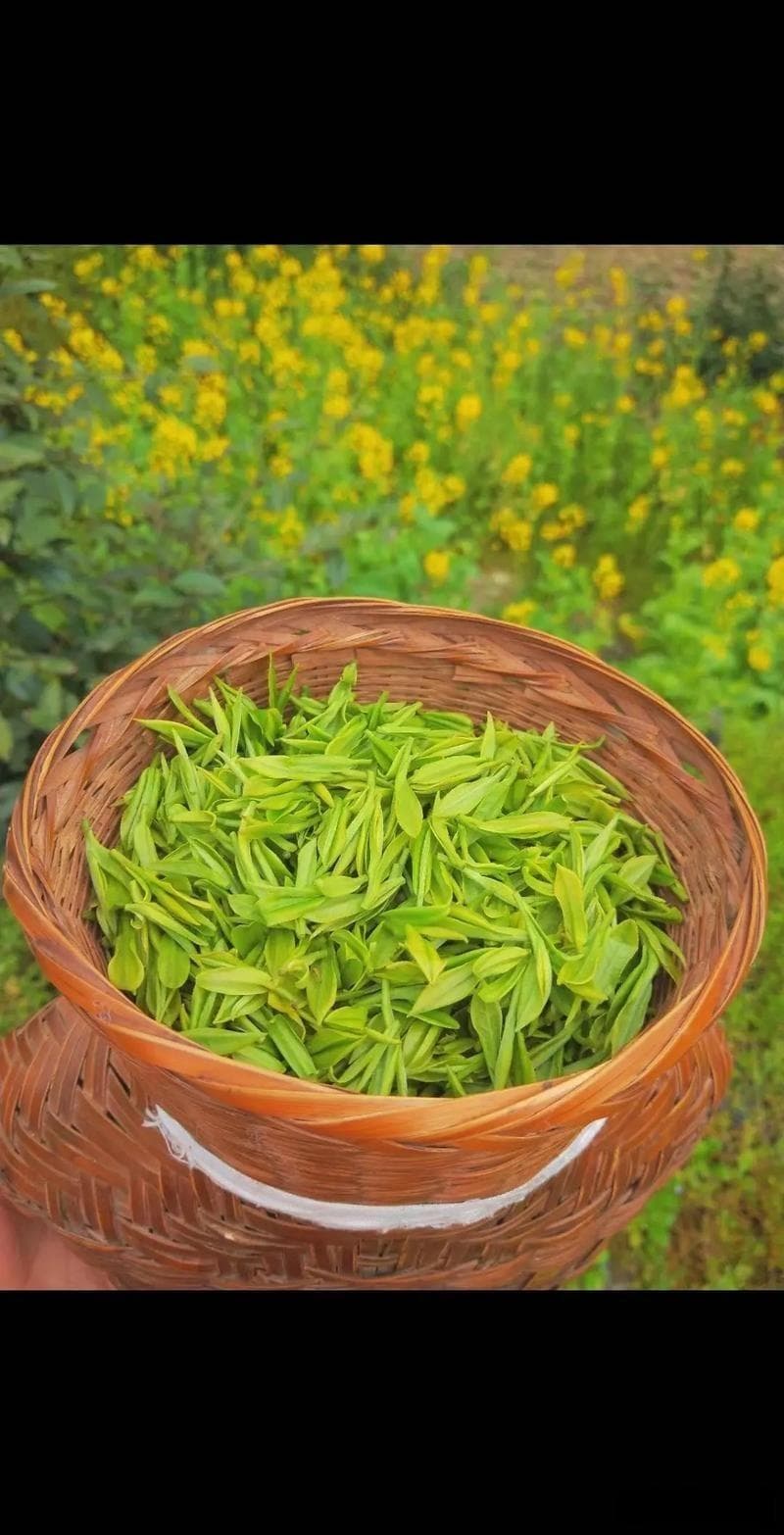 好茶怎么选？茶叶分类与选购技巧全解析