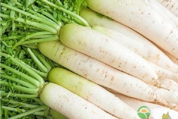 白萝卜种植时间和要点