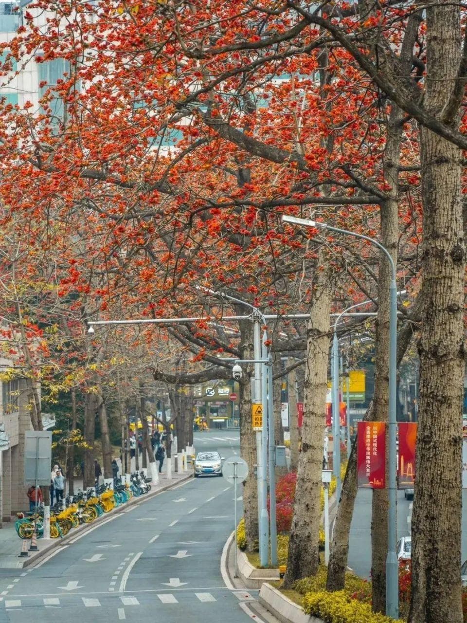 广州周末赏花地图：一口气逛遍最美的广州，拥抱春日惊喜