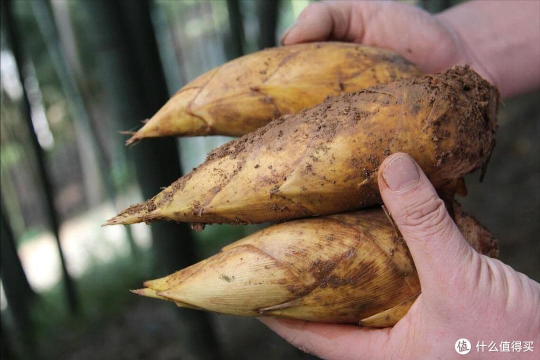 今天惊蛰，无论有钱没钱，记住：3多吃，3少吃，调整饮食少感冒