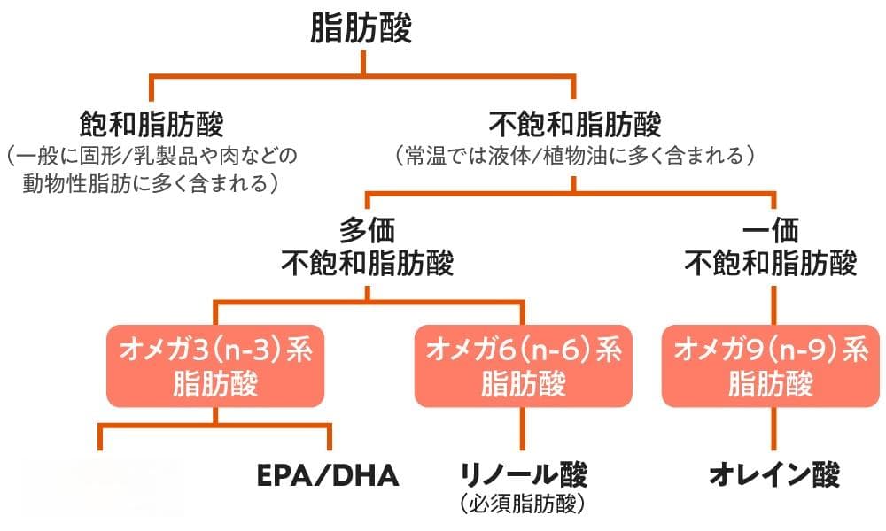 如何为健康饮食选择油：脂质的作用和平衡的重要性