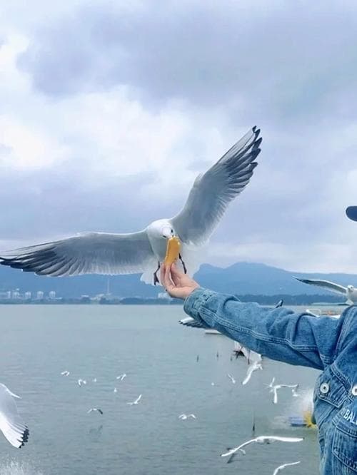滇池看海鸥要去哪里？滇池海鸥季：最佳观赏地全攻略!