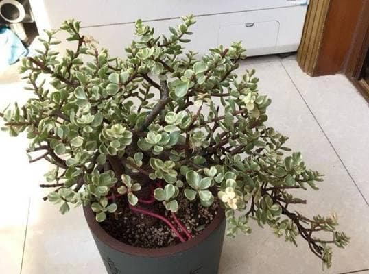 如何正确浇水金枝玉叶？（掌握正确时间和方法，让你的植物更健康成长！）